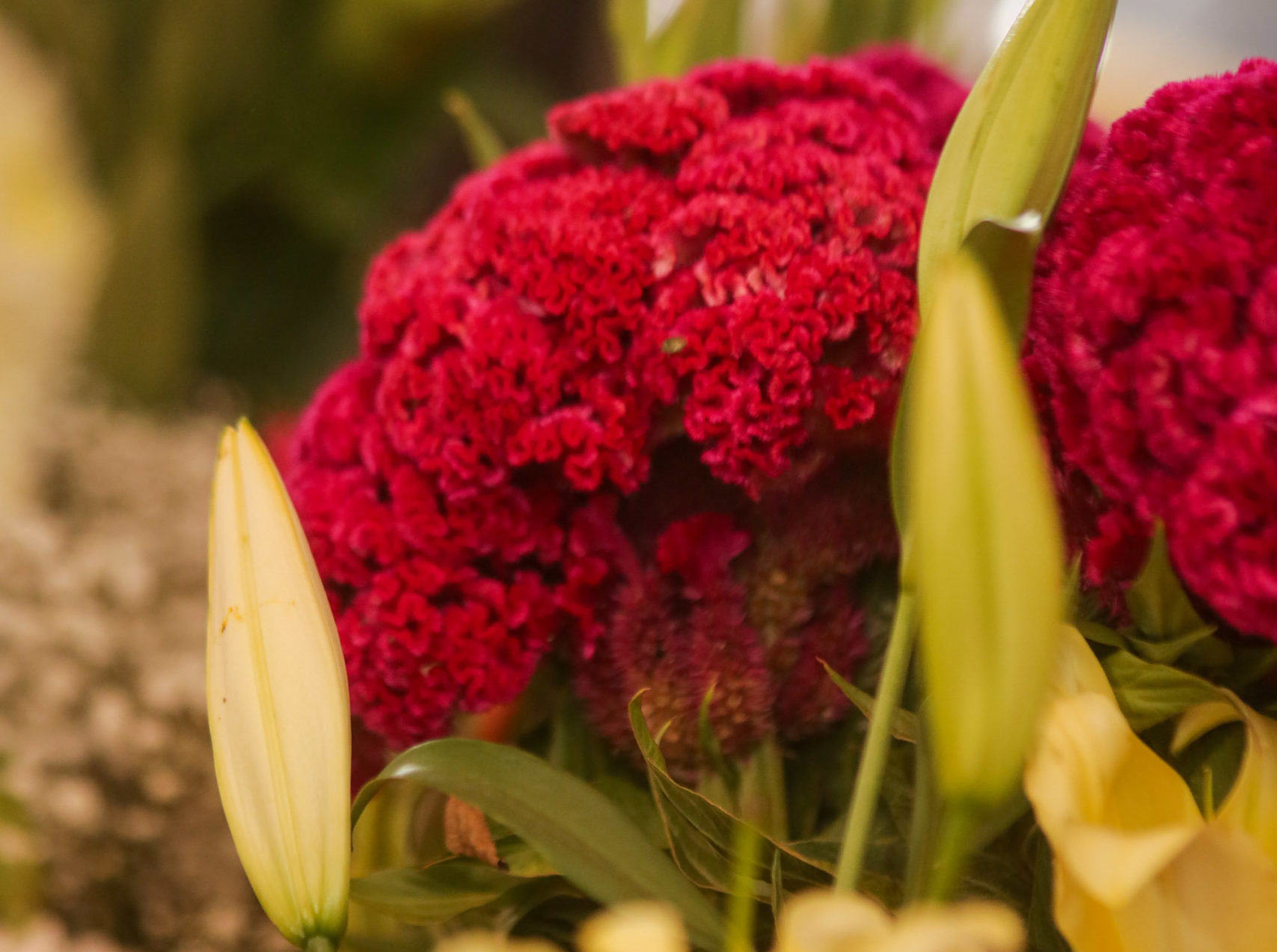 Gran variedad de flores puedes encontrar este 10 de mayo en la Plazuela Santa Rita, Atlixco