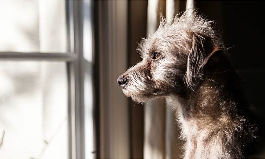 Día Mundial del Perro Sin Raza