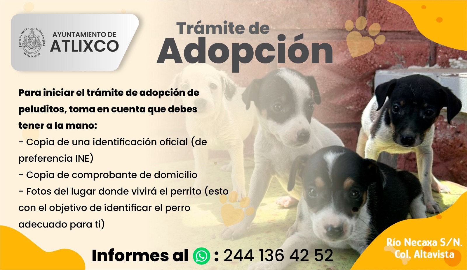 ¡Cambia la vida de un lomito! Conoce cómo adoptar perritos en Atlixco