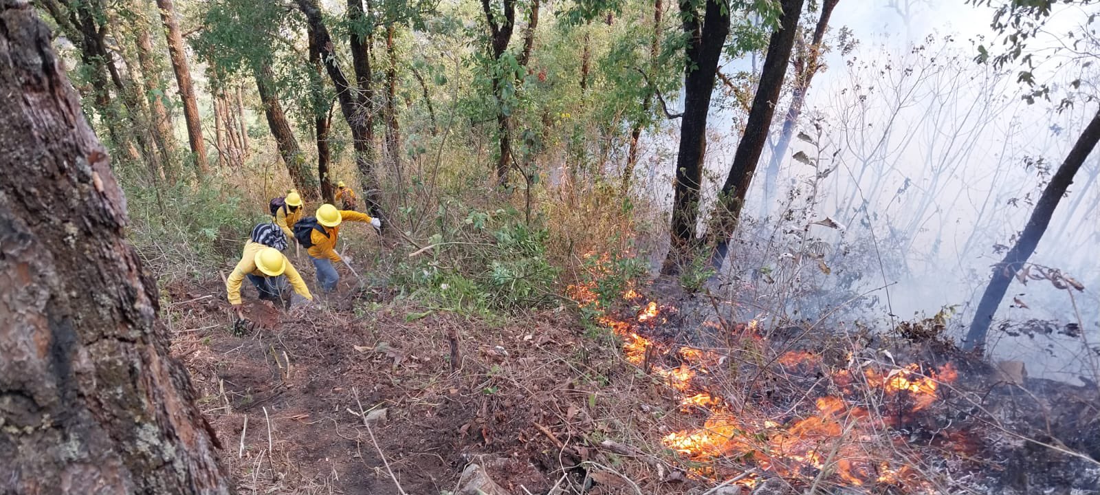 incendios forestales