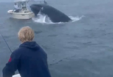 Enorme ballena embiste y hunde barco en Portsmouth