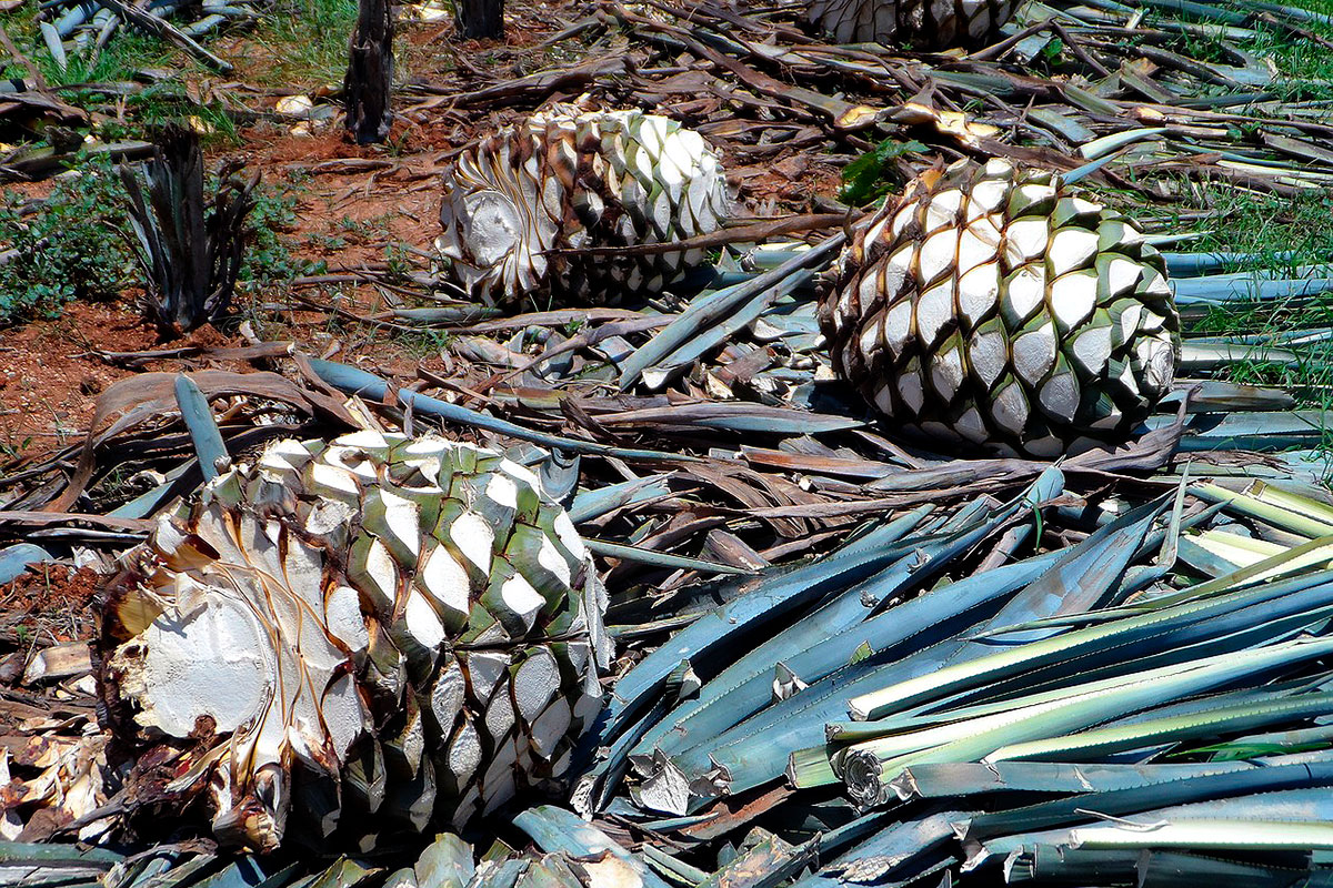 agave-tequila