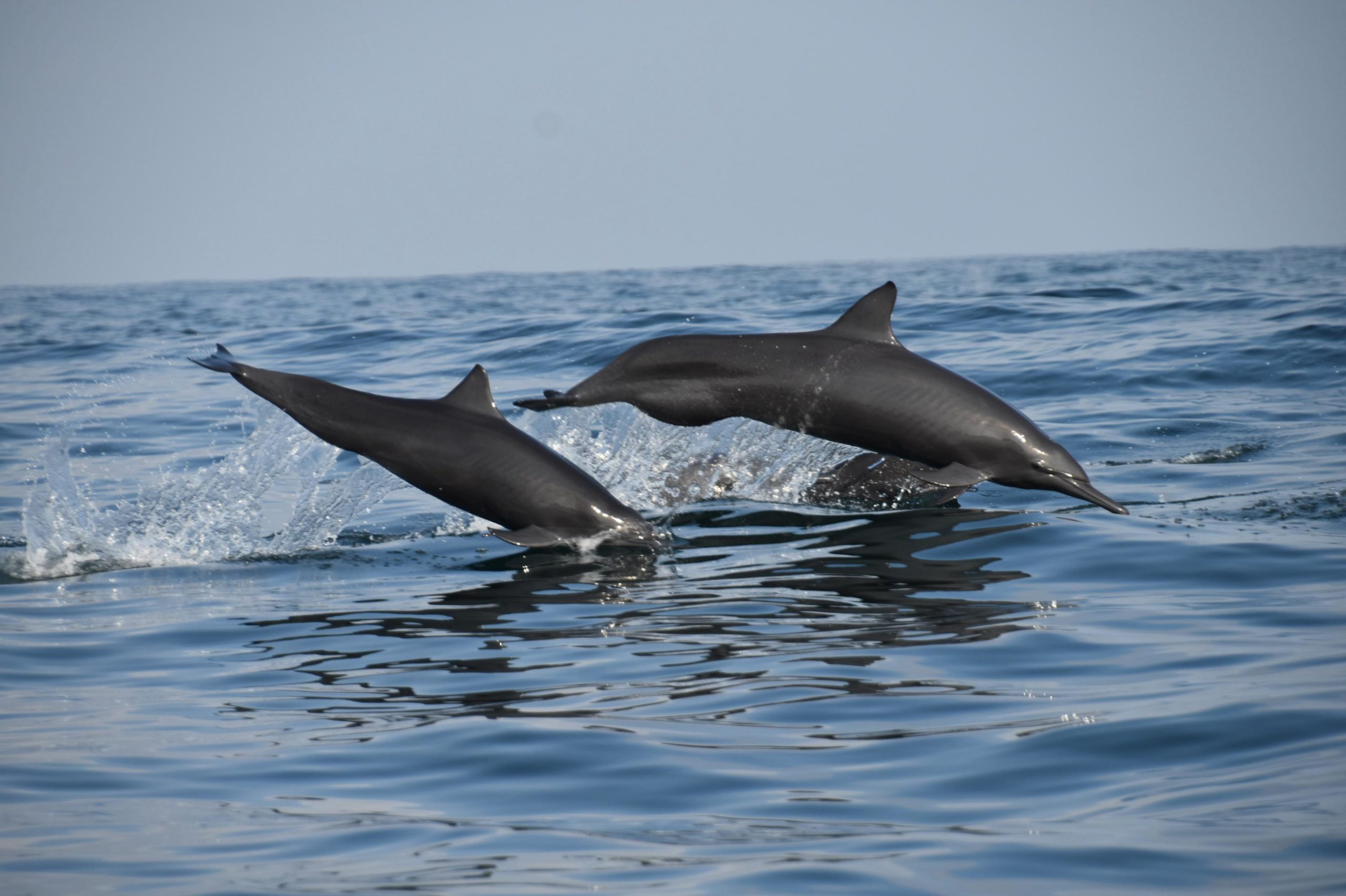 Delfines