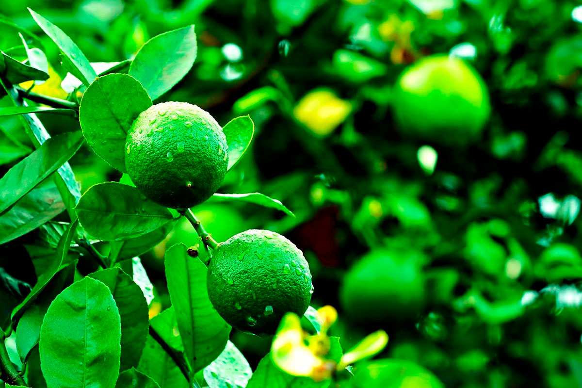 limon-limones