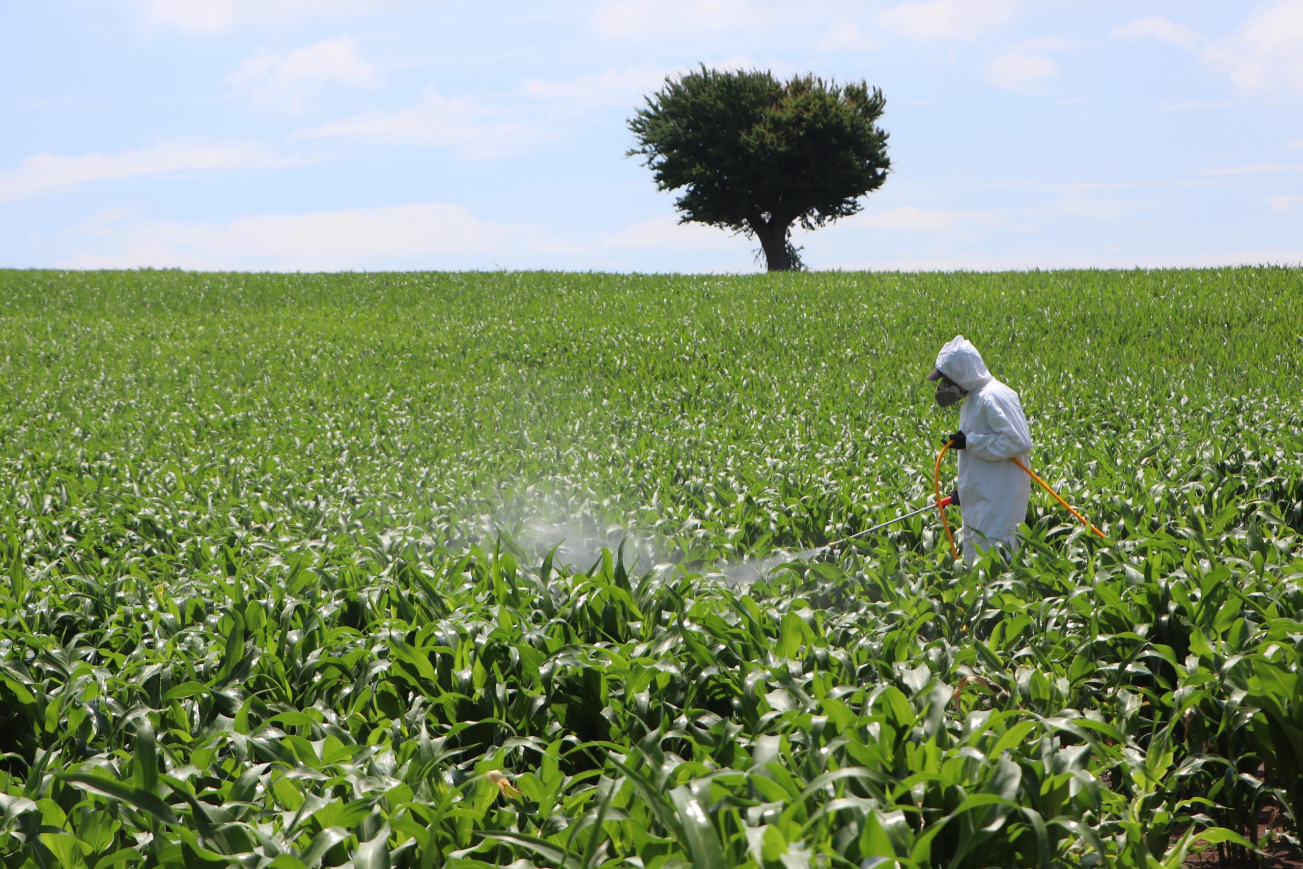 Aplicación de insecticida para combatir la plaga