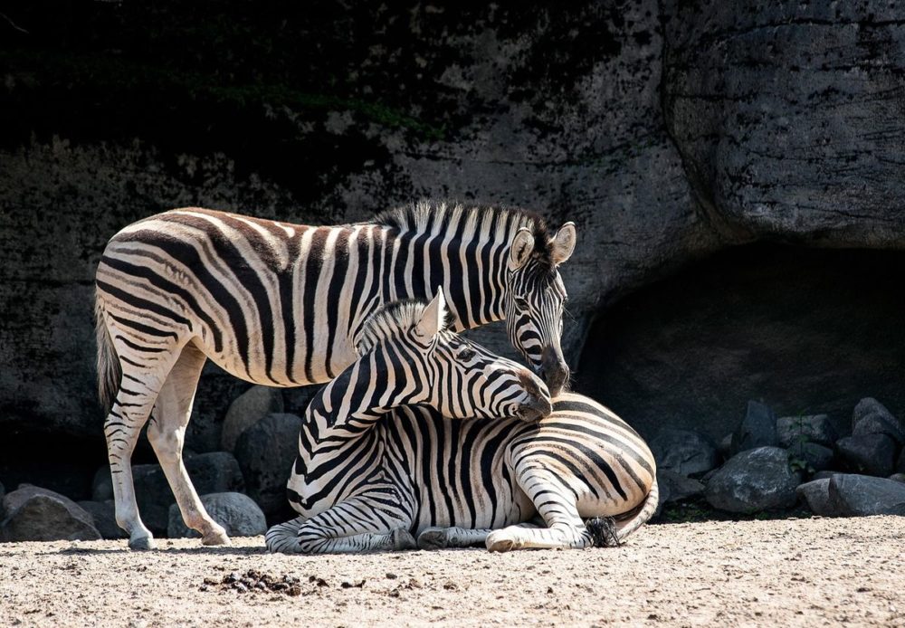 oregon-zoo