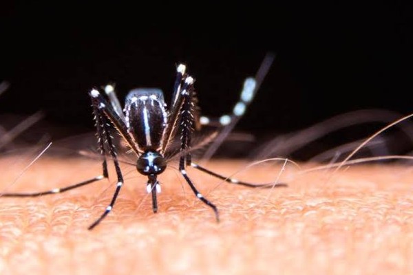 mosquito-aedes-aegypti