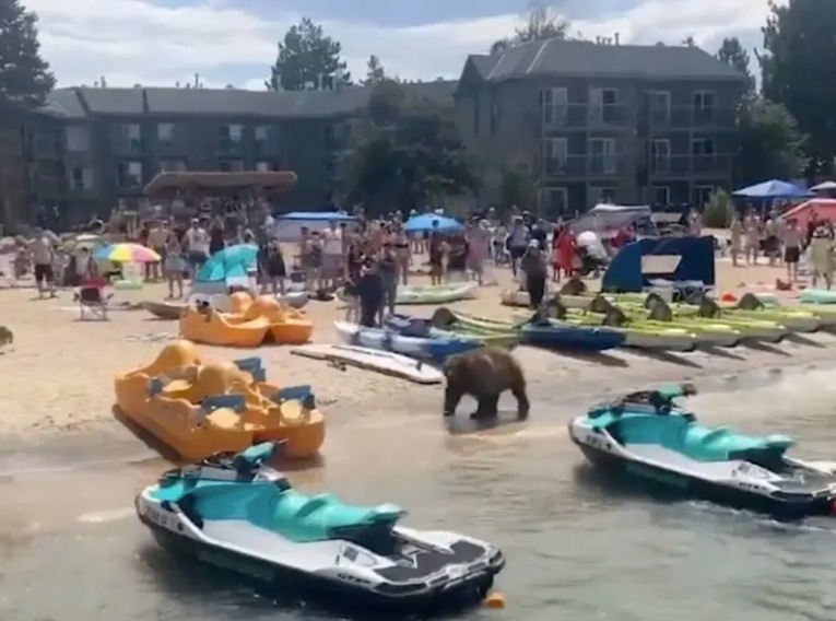 Enorme oso negro sorprende a bañistas en playa de Lake Tahoe, California