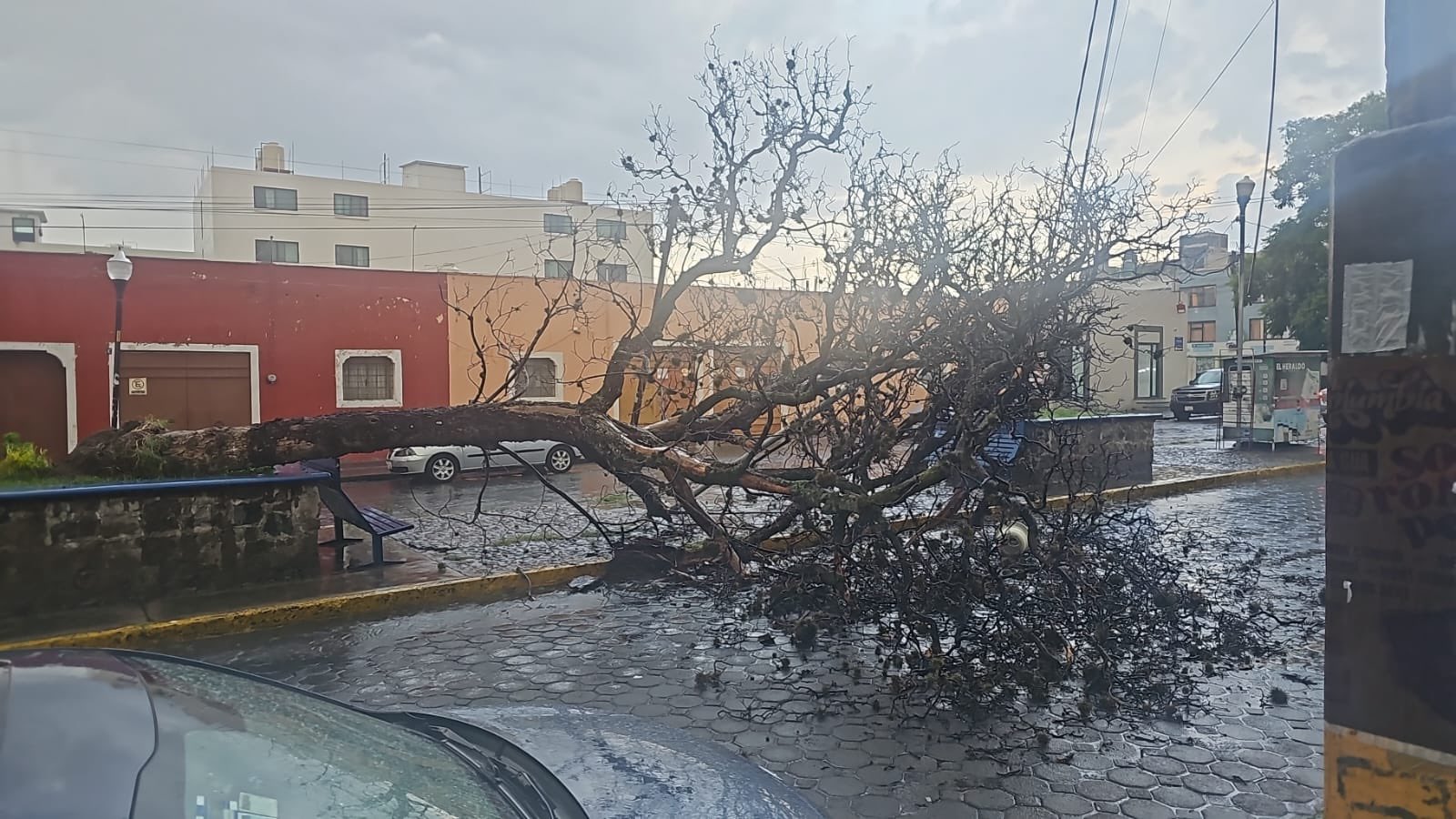 Árbol caído en la 3 Oriente entre 16 y 18 Sur