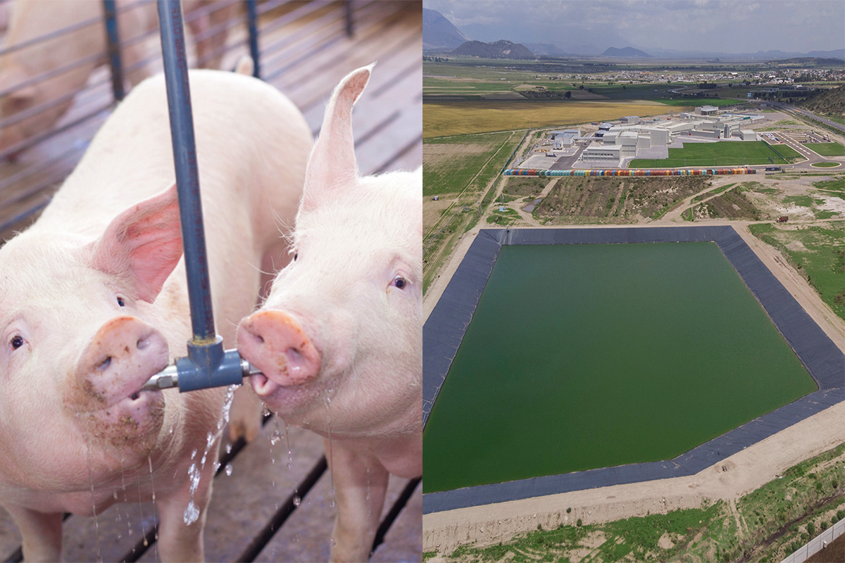 Granjas Carroll reduce en 40% el consumo de agua en sus instalaciones