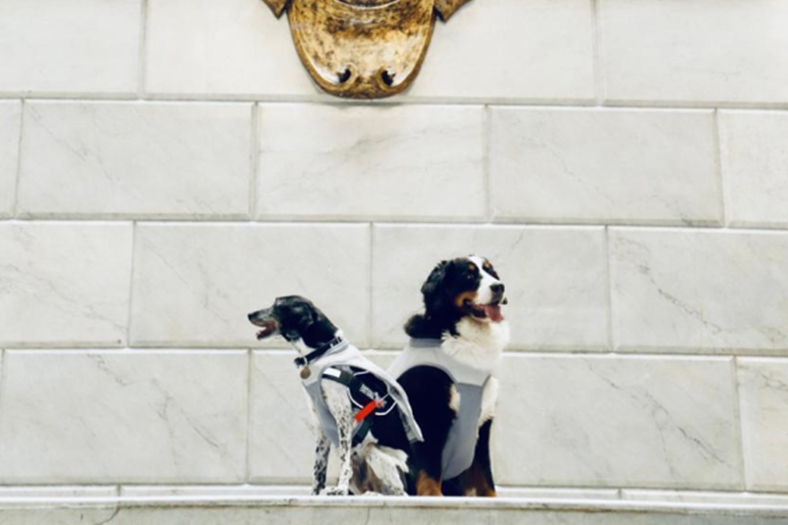 Laika y Klein