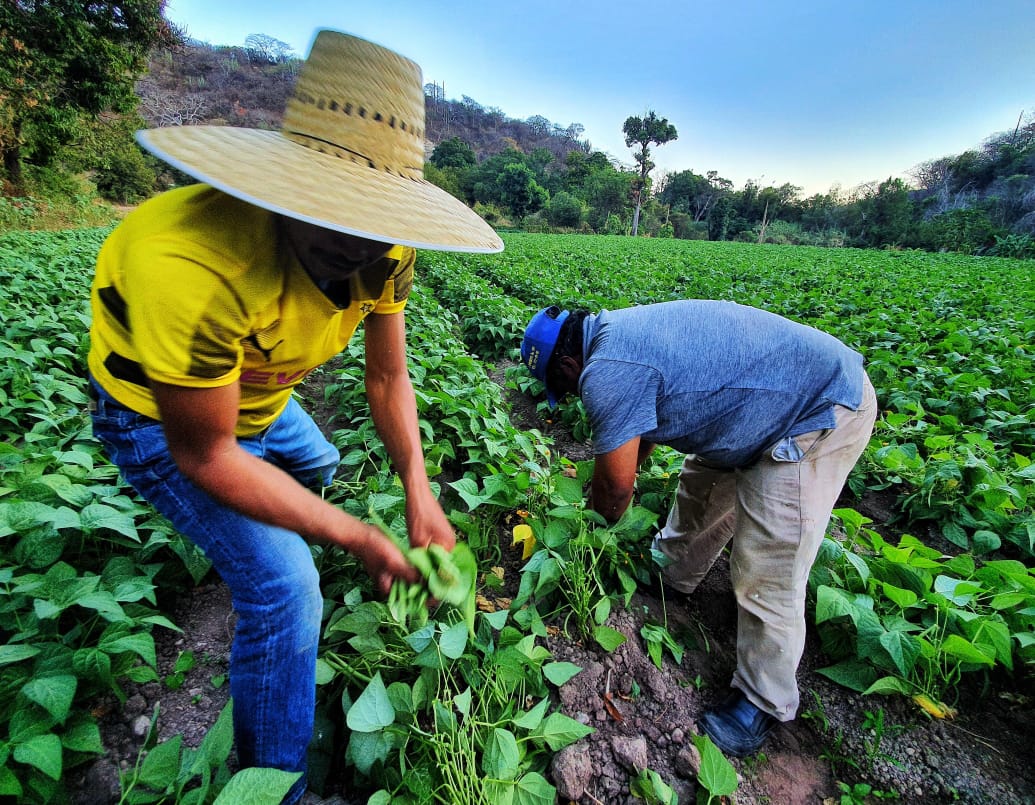 La transformación del campo en Puebla está alineada al Programa Nacional de Soberanía Alimentaria: Armenta