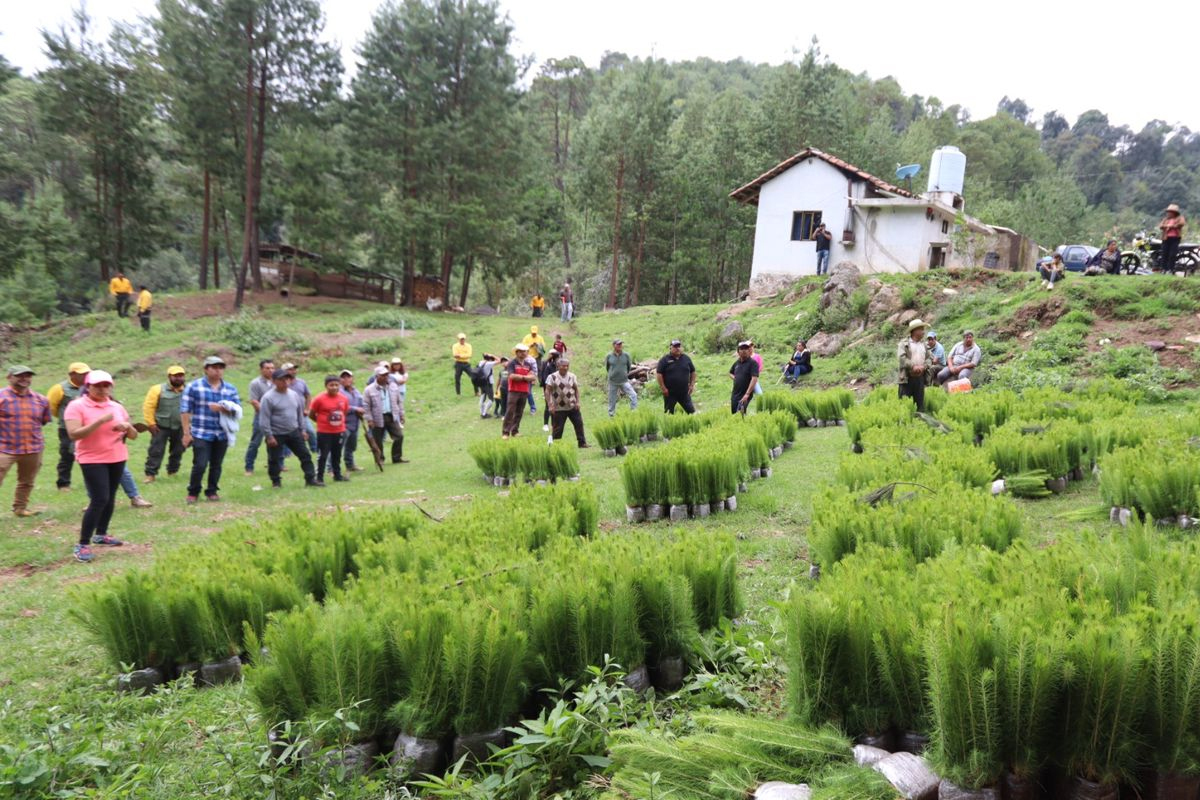 Gobierno estatal impulsa la reforestación con la entrega de 7 Millones de plantas y árboles.