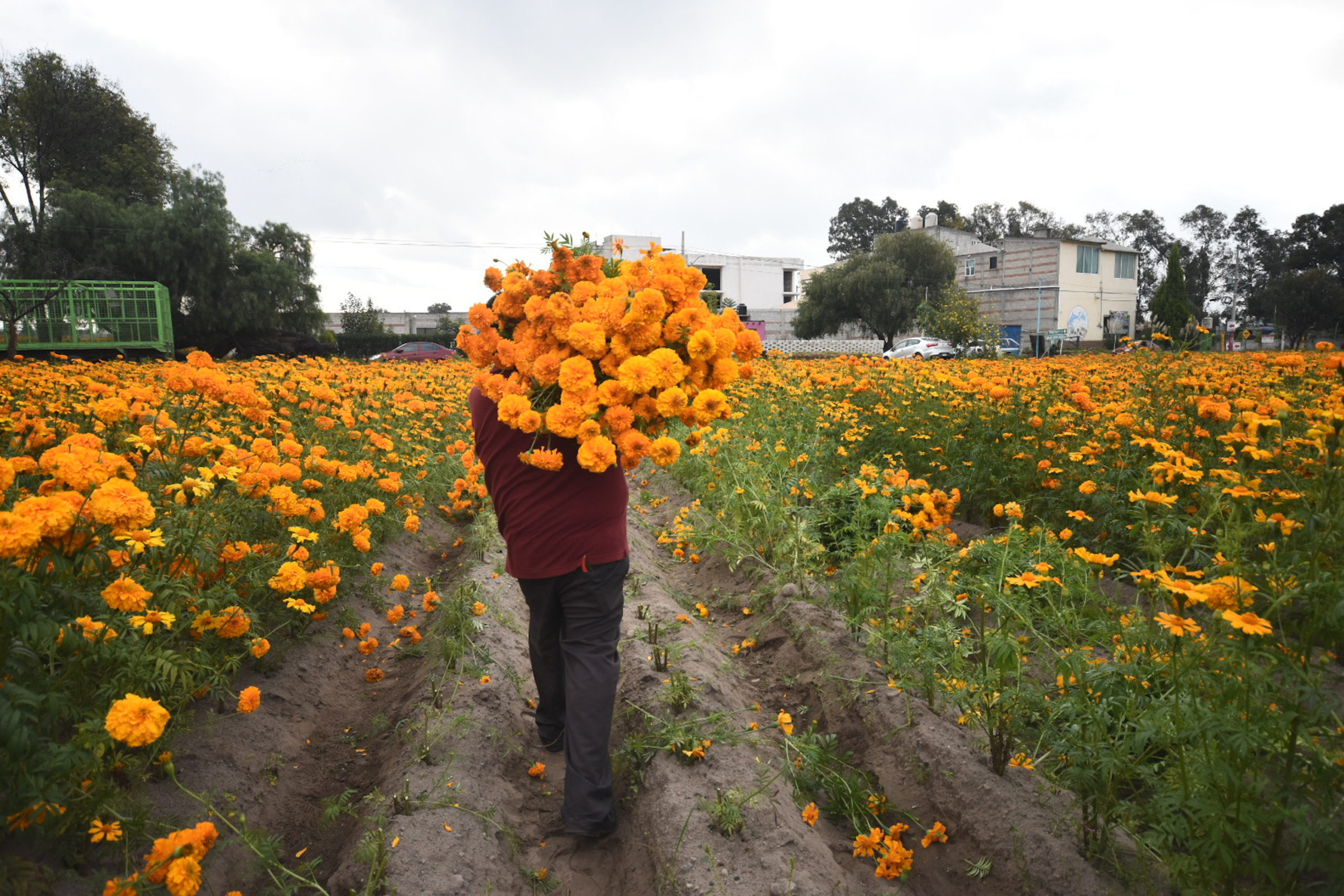 Productores de flor de cempasúchil