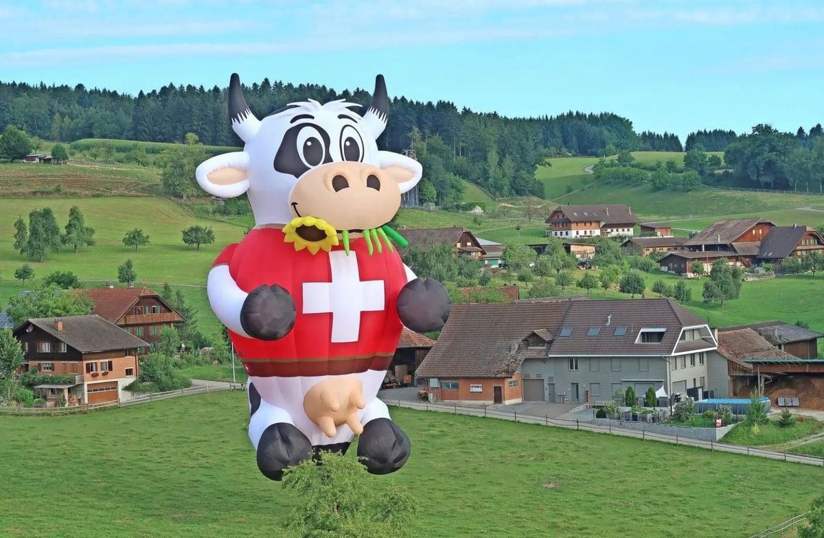 fig-swiss-cow-bluemli