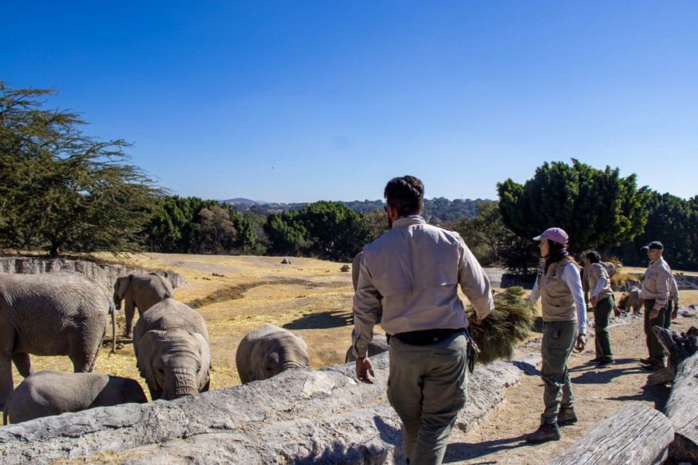 ayto-pue-verde-navidad-africam-safari