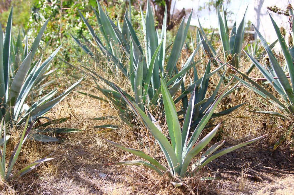 Planta de Mezcal