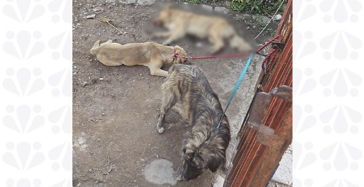 Rescata la FGE a cuatro perros víctimas de maltrato en taller mecánico de Tehuacán