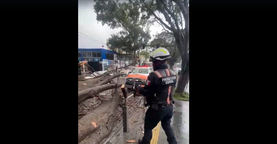 Atiende Protección Civil caída de árbol frente a Ciudad Universitaria