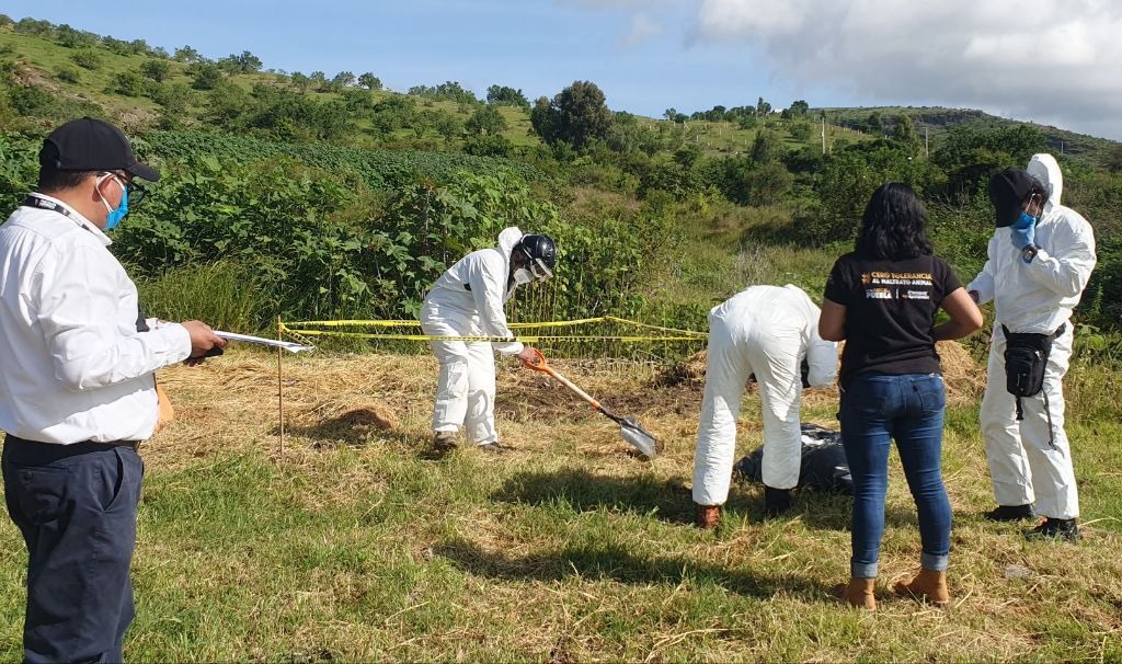 Gobierno de Puebla participa en exhumación de canino en Malacatepec