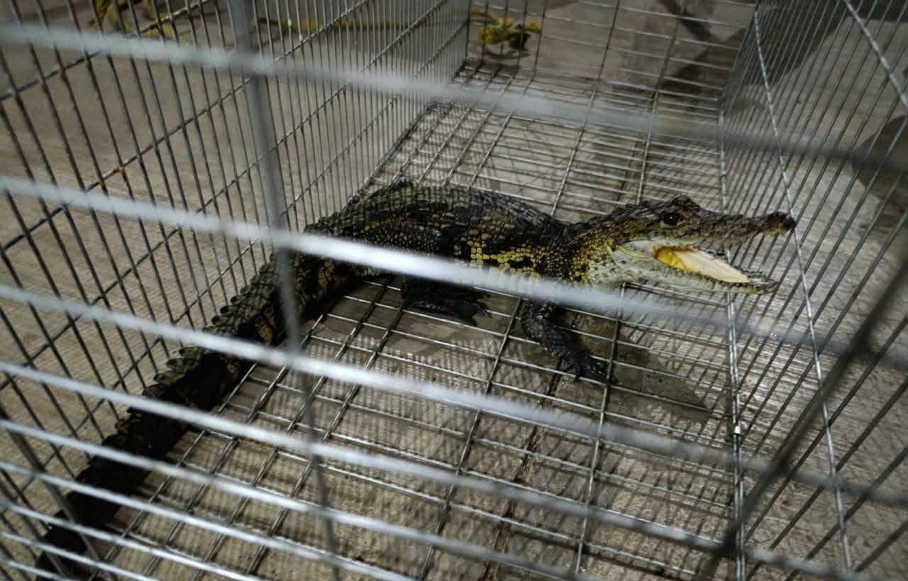 Rescatan a cocodrilo que deambulaba por una calle de Xicotepec