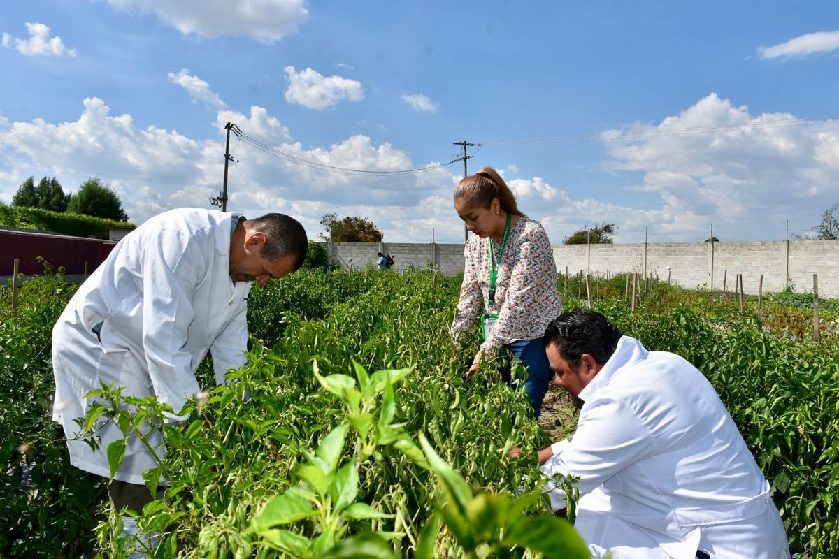 texmelucan-huerto-traspatio-rastro-municipal