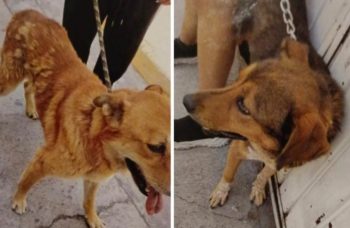 Imponen medidas cautelares por presunto apoderamiento y maltrato de dos perros en San Martín Texmelucan