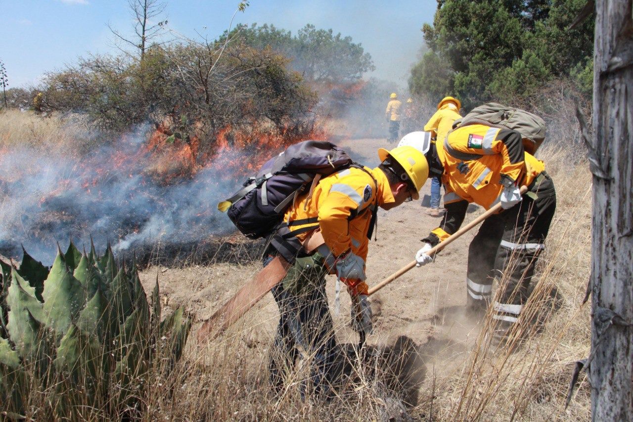 Policía Forestal