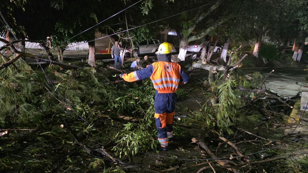 caida-arbol-lomas-del-marmol