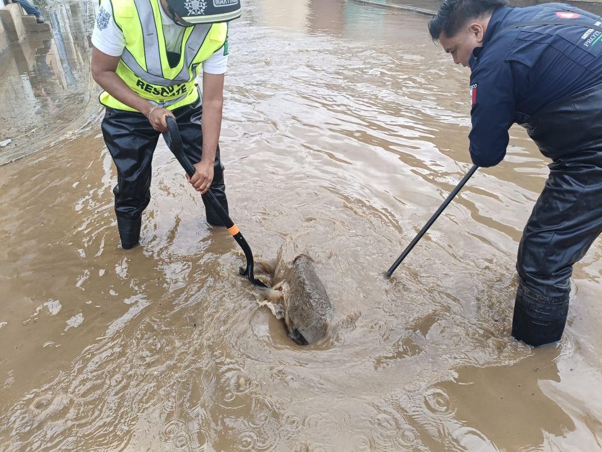 sp-cholula-tromba-brigada-pluvial-intermunicipal