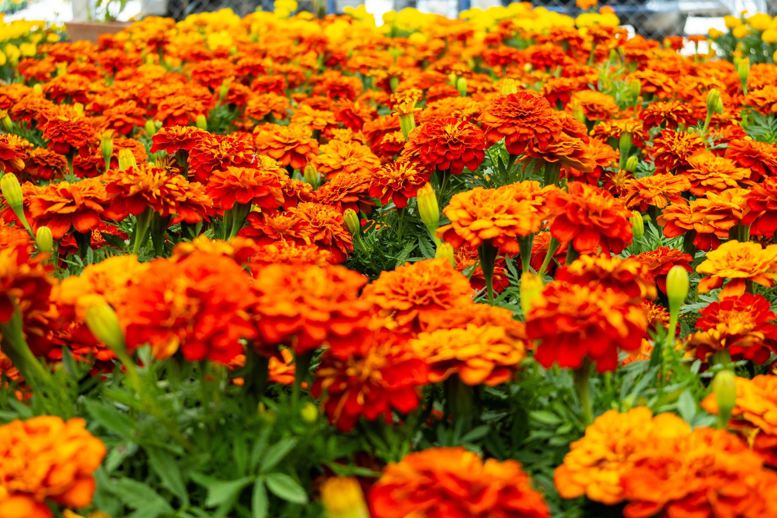 Flor de cempasúchil
