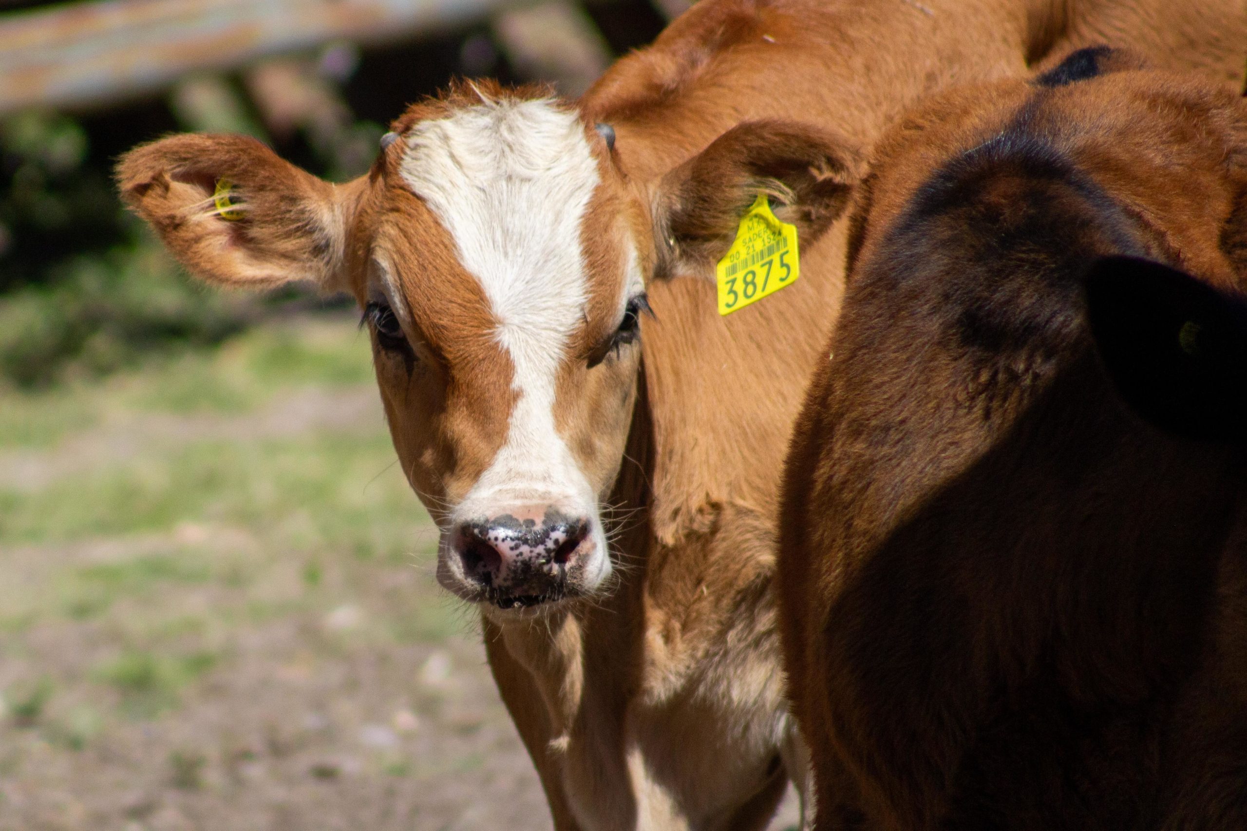 Campaña de aretado y chapetas