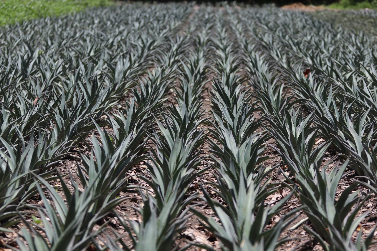 México Selection 2025