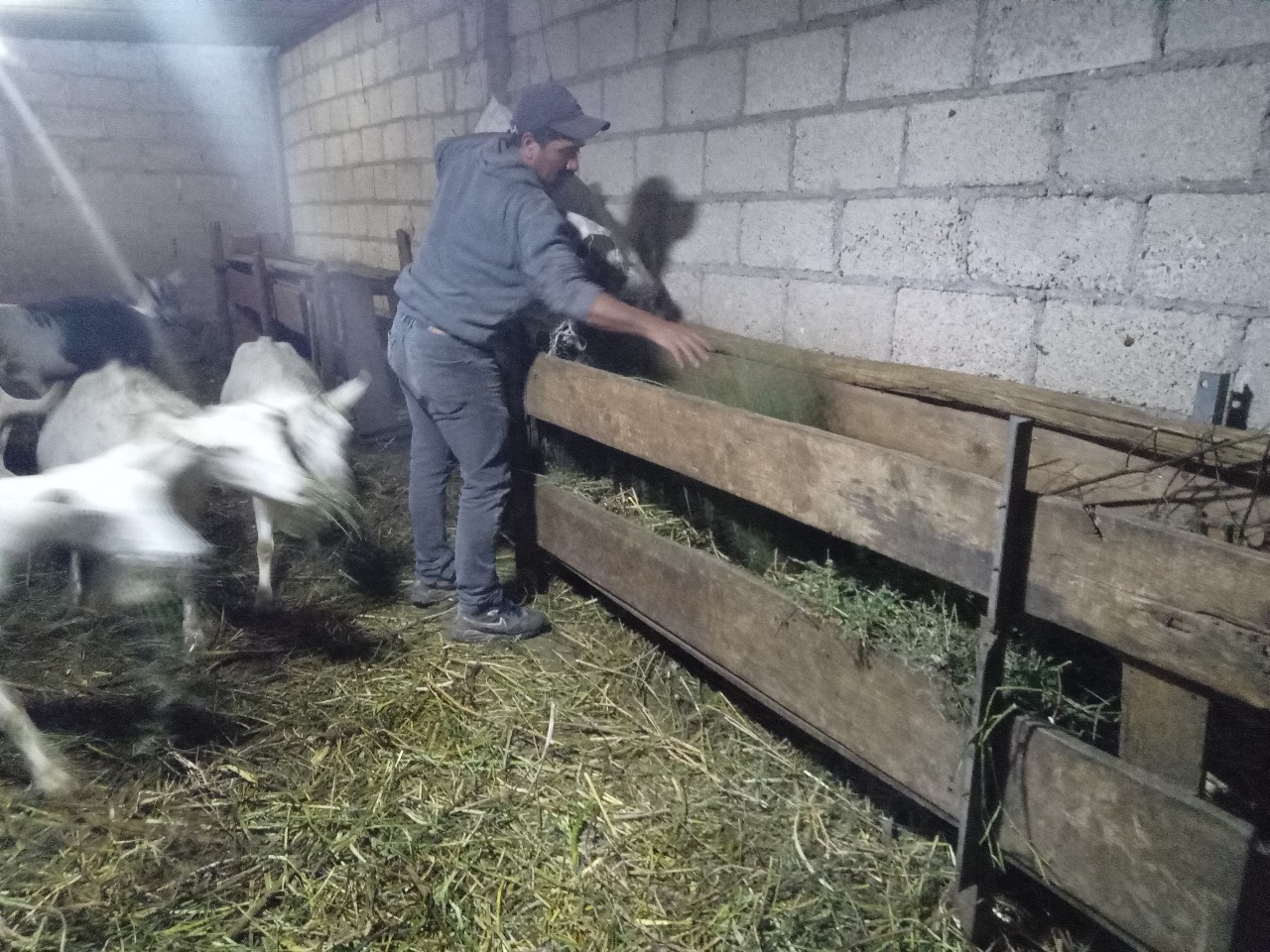 Altosano Granjas Carroll impulsa rotación de cultivos y producción forrajera