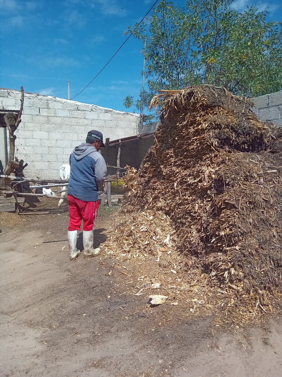 Altosano Granjas Carroll impulsa rotación de cultivos y producción forrajera