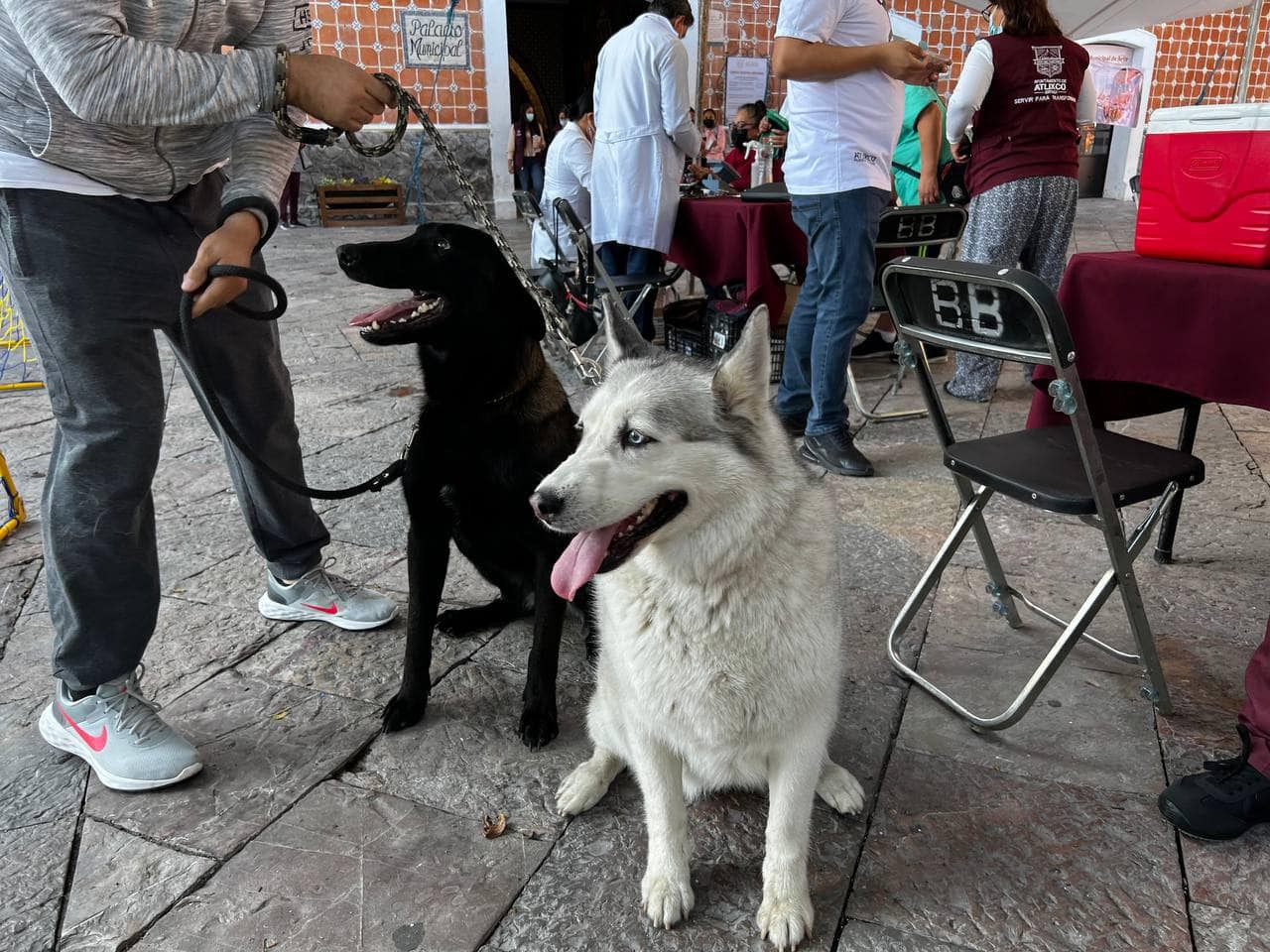 Servicios veterinarios gratuitos