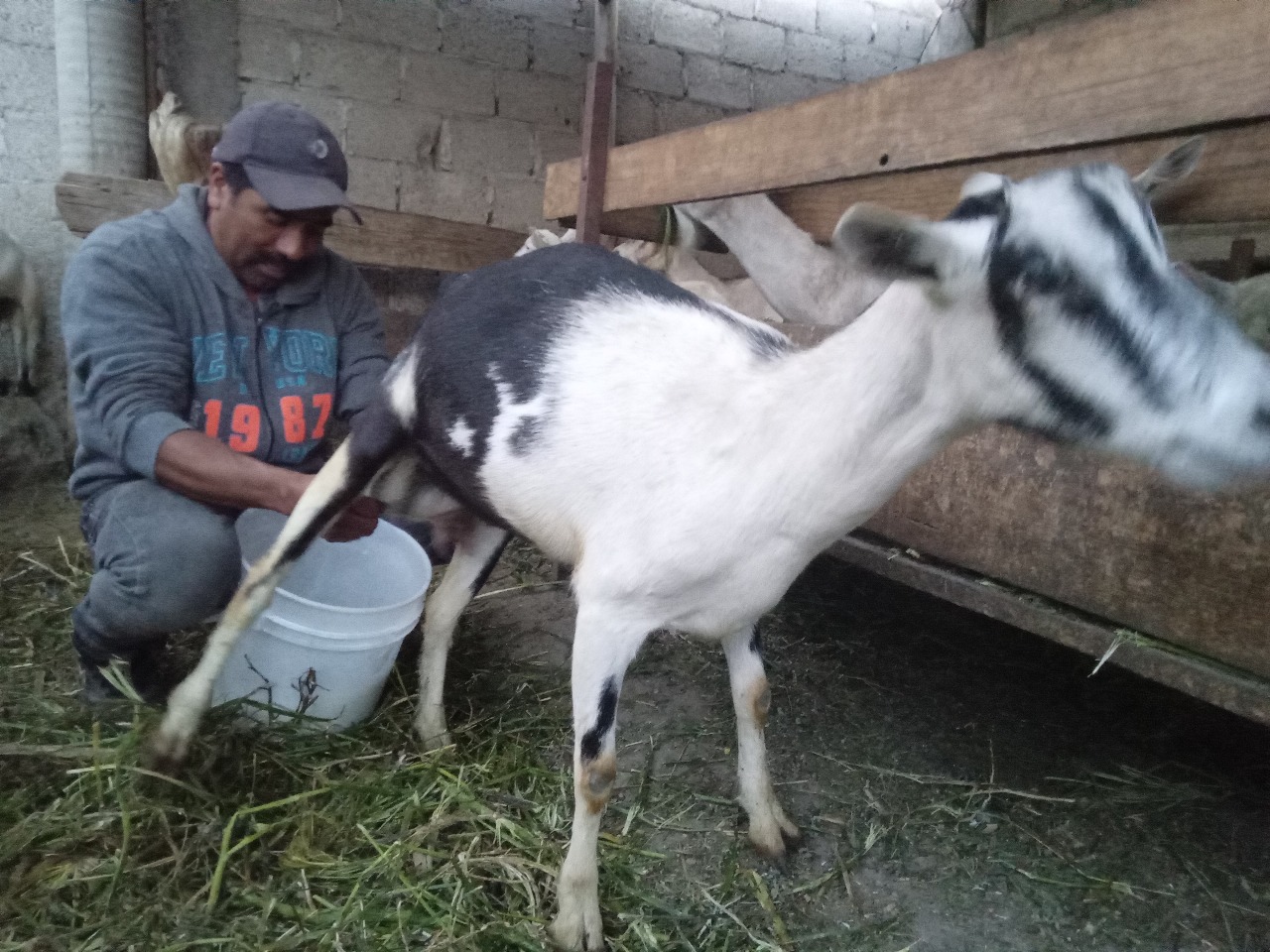 Altosano Granjas Carroll impulsa rotación de cultivos y producción forrajera