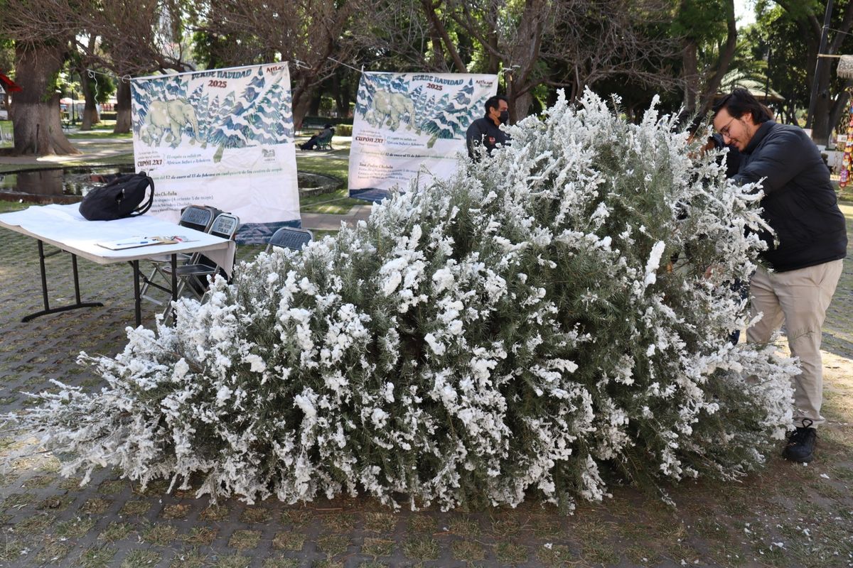 sp-cholula-verde-navidad