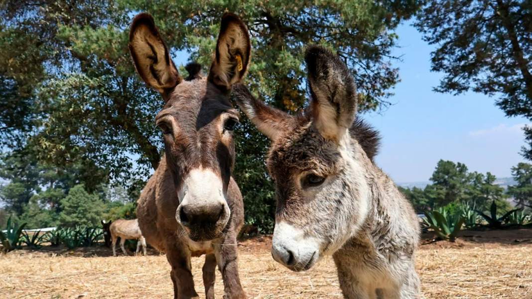 burros