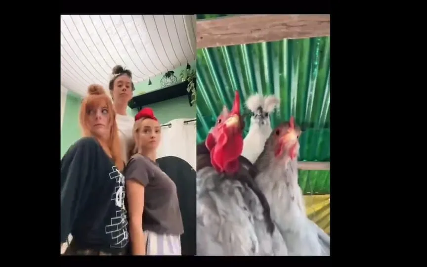 Know all about this viral video where a group of girls are competing against a flock of chickens to claim the best dance this Christmas. (ilgallinaio_special/Instagram)