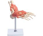 66Fit Foot Joint With Ligaments Anatomical Model