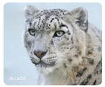 Allsop Snow Leopard