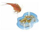 Clementoni Galileo - Triops Starter Set (69694)