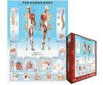 Eurographics Puzzles The Human Body