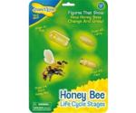 Insect Lore Honey Bee Lifecycle Stages