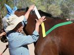 Kinesio EQUINE Tape Roll - YELLOW. 5m x 5cm Kinesiology for Horses.