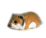 Kösener Golden Hamster