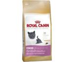 Royal Canin British Shorthair Kitten