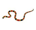 Safari Coral Snake Baby (263329)