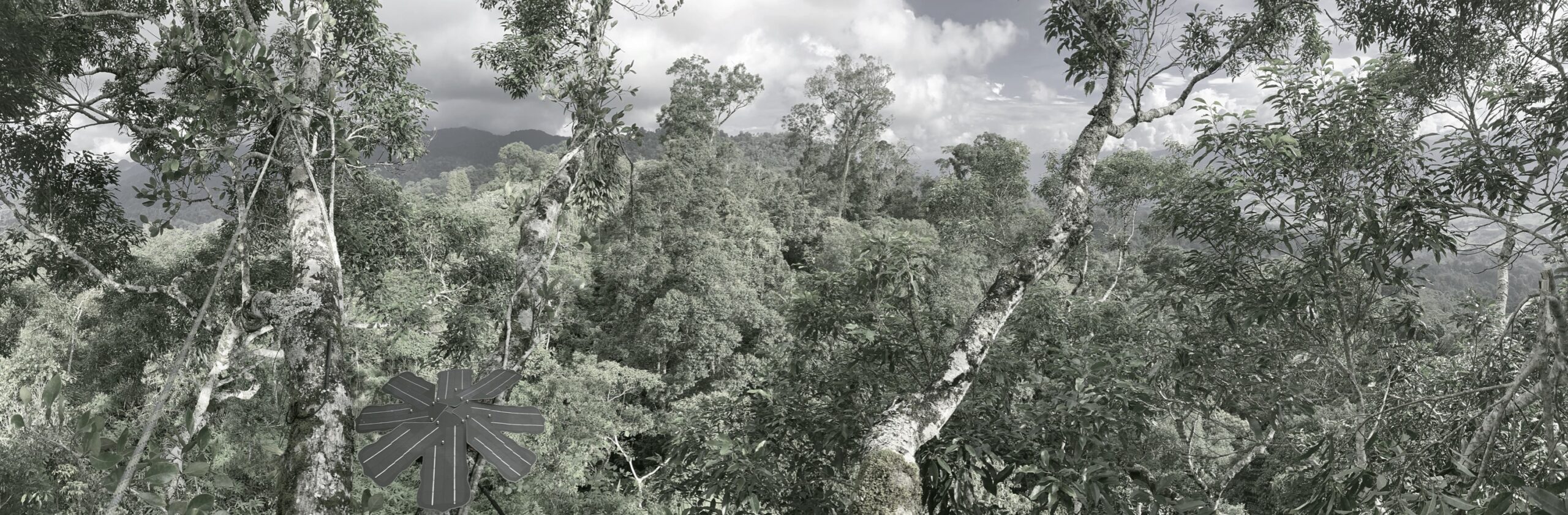 Rainforest Connection featured by Footprint Coalition - Meet the startups developing solutions for the world's extinction crisis